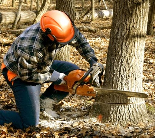 Tree Removal in Old Town, FL